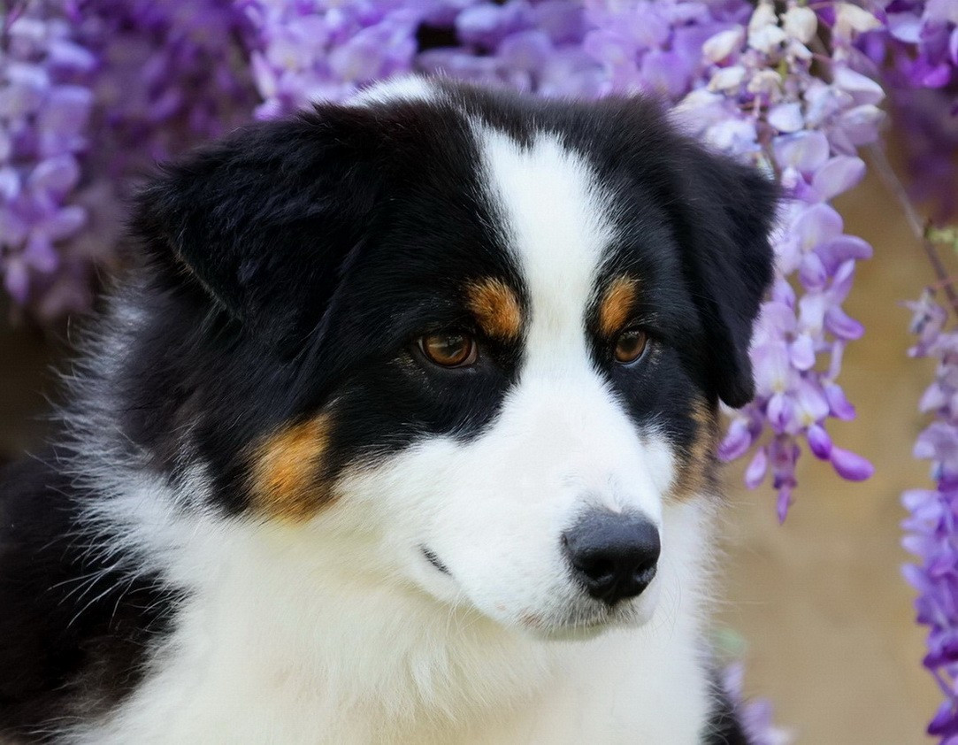 Usa Nebraska Black Du Paradis Sauvage De Menestruel