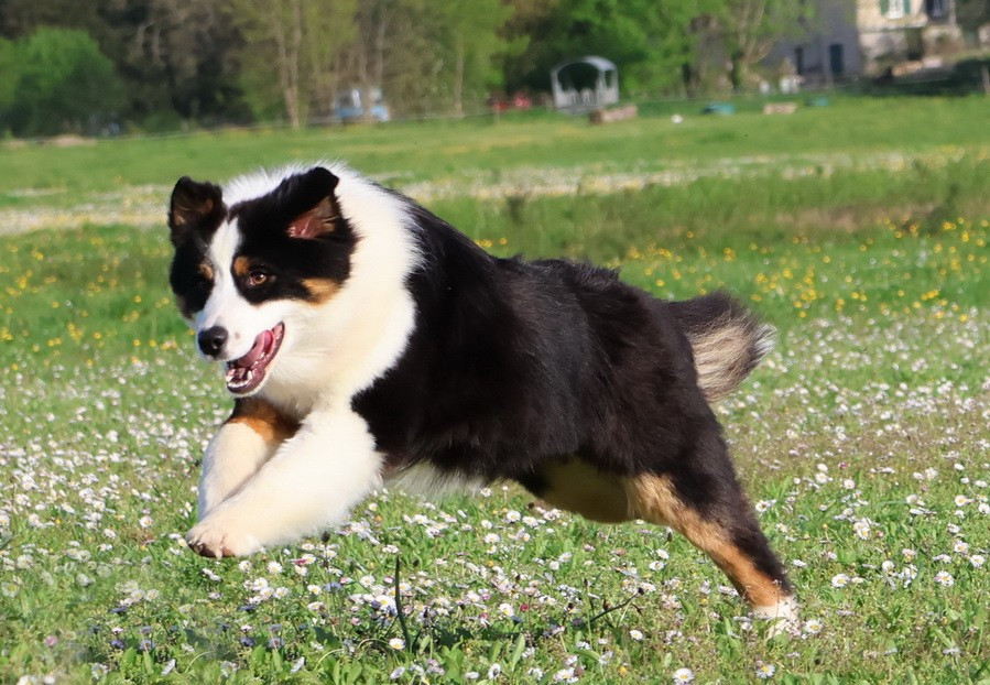 Usa Nebraska Black Du Paradis Sauvage De Menestruel