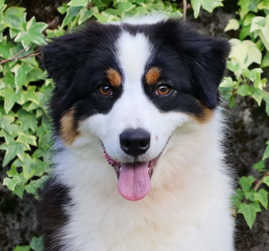 Usa Nebraska Black Du Paradis Sauvage De Menestruel