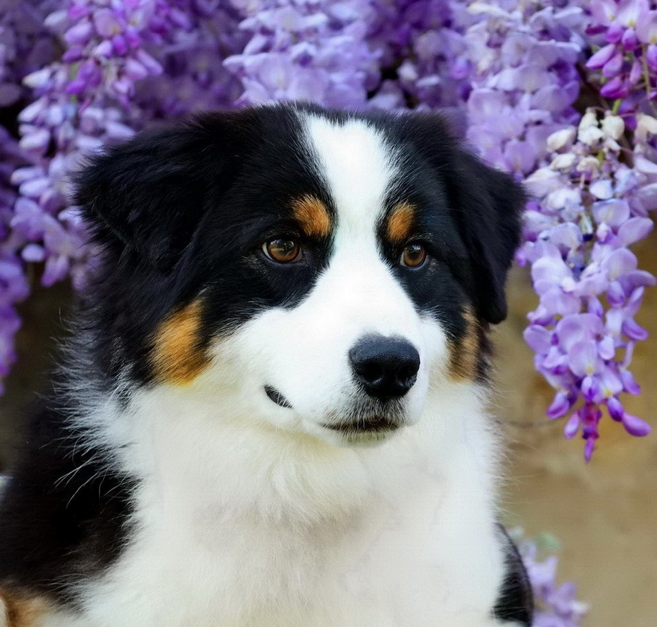 Usa Nebraska Black Du Paradis Sauvage De Menestruel