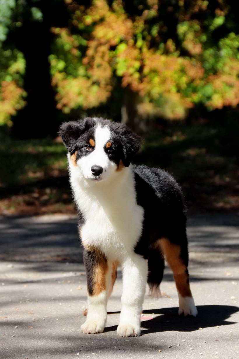 Usa Nebraska Black Du Paradis Sauvage De Menestruel