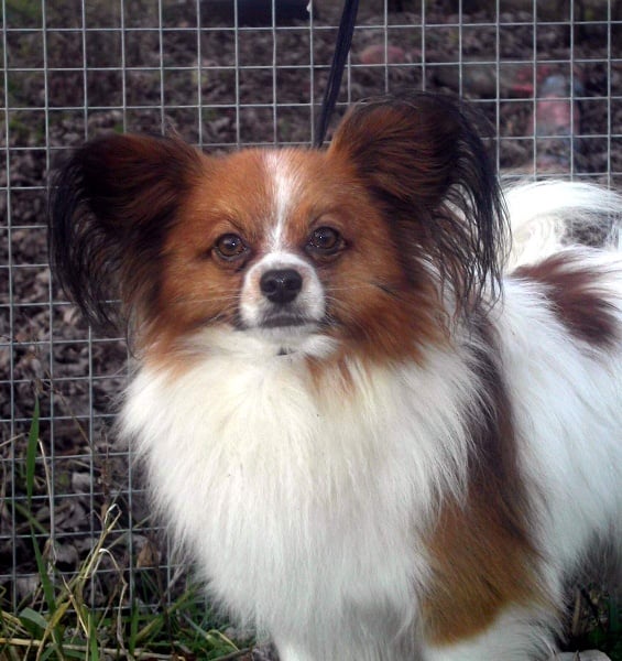 Publication : Du Paradis Sauvage De Menestruel