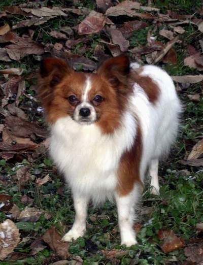 Publication : Du Paradis Sauvage De Menestruel