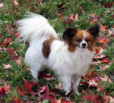 Publication : Du Paradis Sauvage De Menestruel