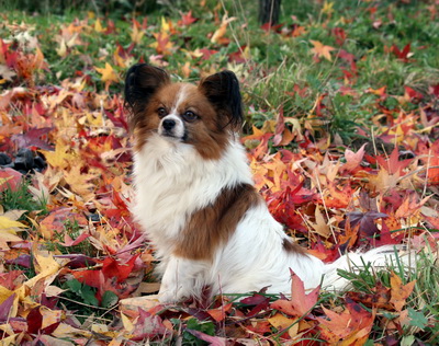 Publication : Du Paradis Sauvage De Menestruel