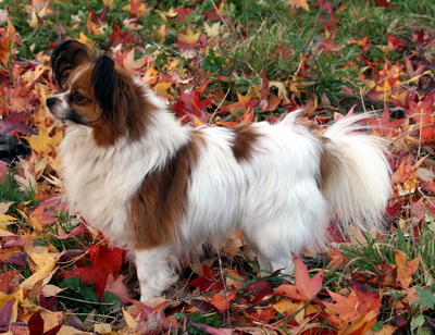 Publication : Du Paradis Sauvage De Menestruel