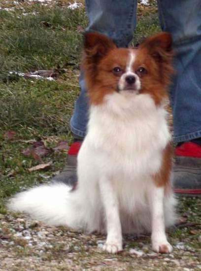 Publication : Du Paradis Sauvage De Menestruel