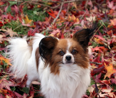 Publication : Du Paradis Sauvage De Menestruel