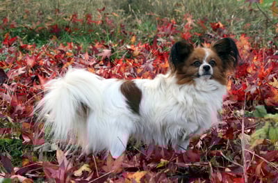 Publication : Du Paradis Sauvage De Menestruel