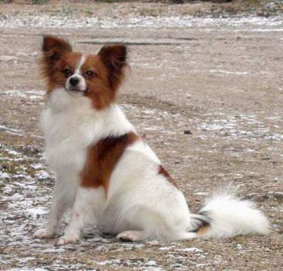 Publication : Du Paradis Sauvage De Menestruel