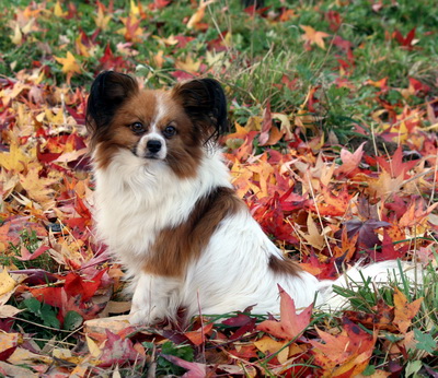 Publication : Du Paradis Sauvage De Menestruel