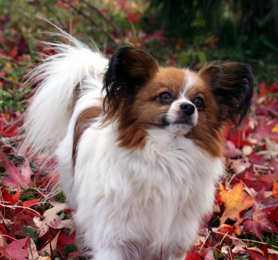 Publication : Du Paradis Sauvage De Menestruel