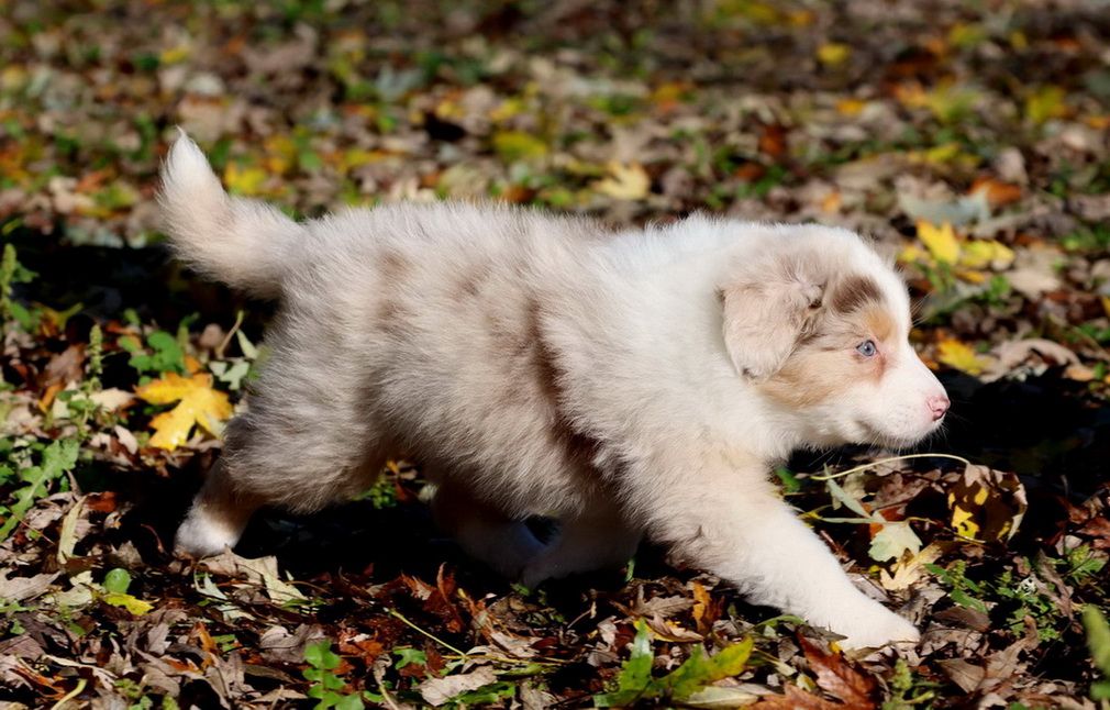 Autumn Pumpkin spice red