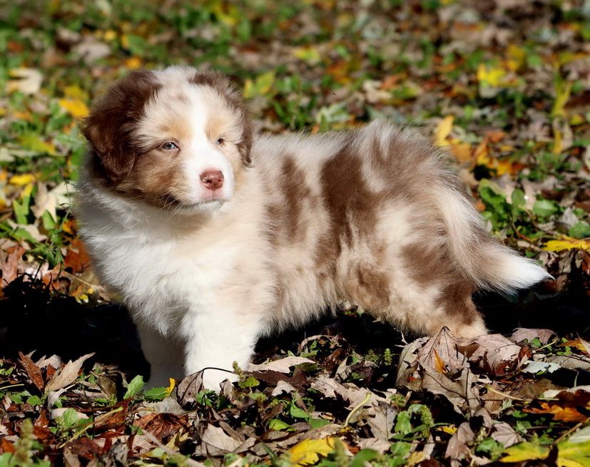 Autumn Carrot Cake red