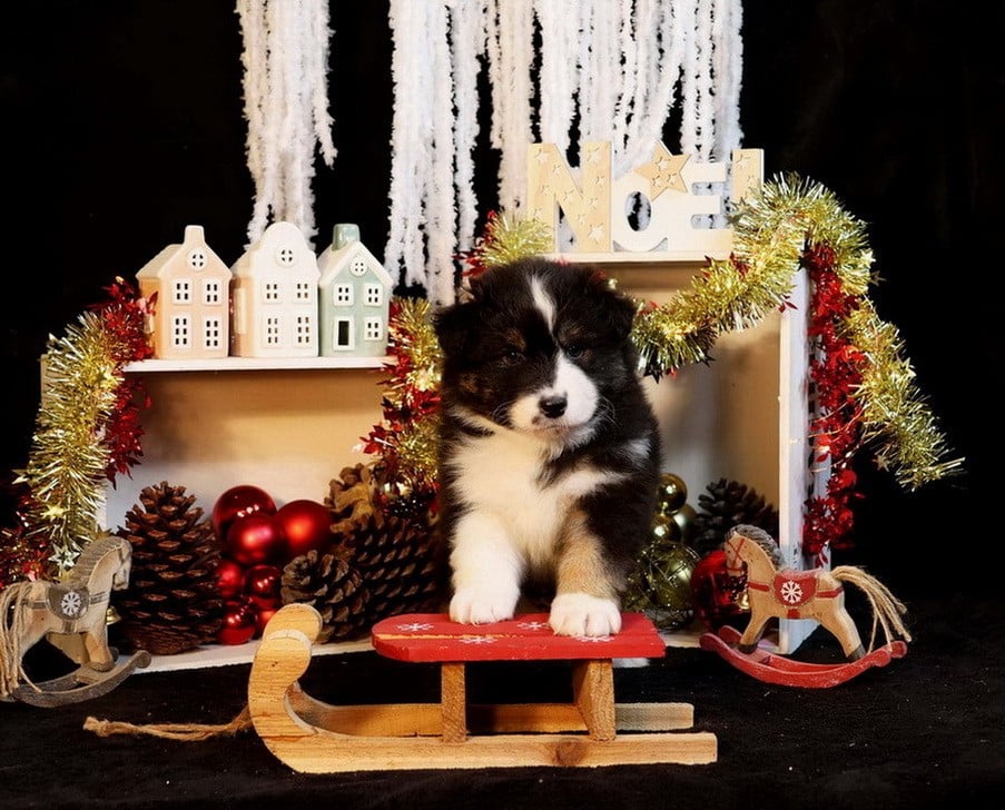 Berger Australien - Du Paradis Sauvage De Menestruel