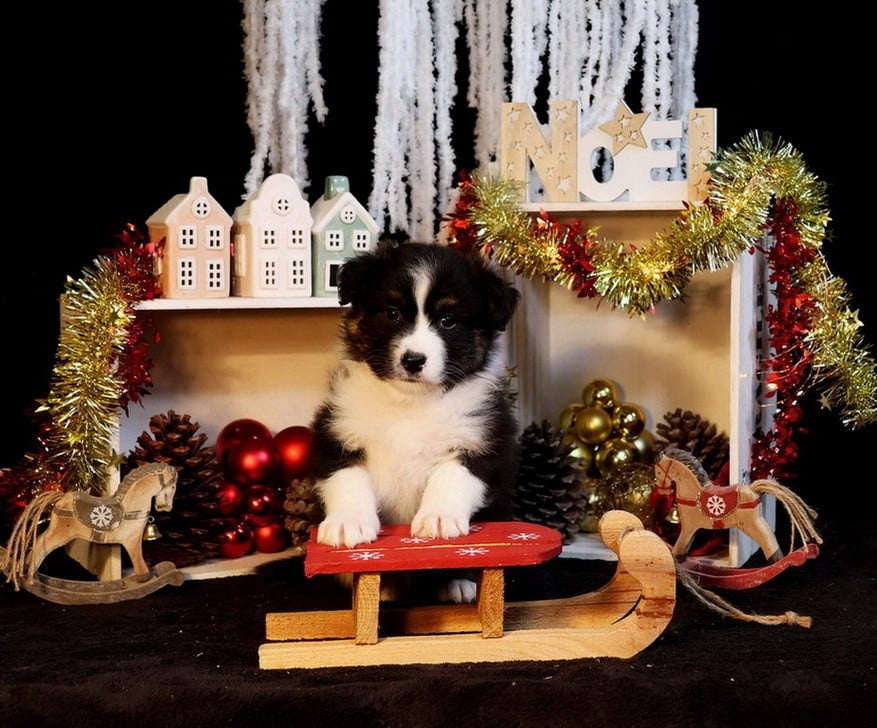 Berger Australien - Du Paradis Sauvage De Menestruel