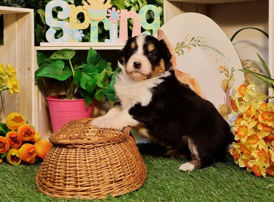 Berger Australien - Du Paradis Sauvage De Menestruel