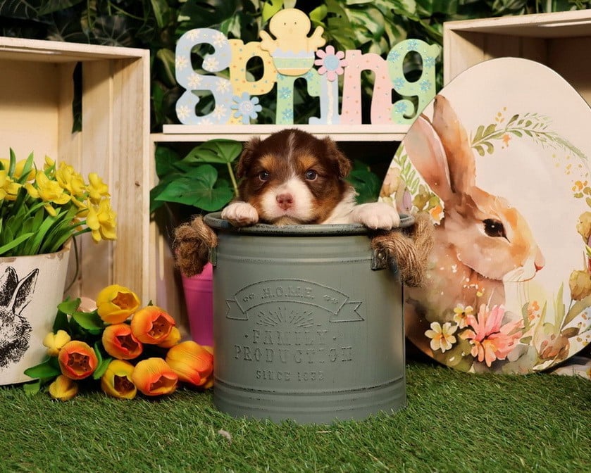 Berger Australien - Du Paradis Sauvage De Menestruel