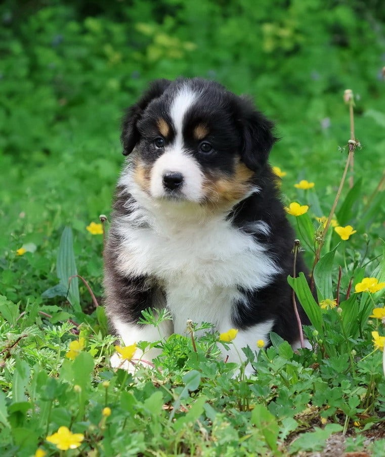 Berger Australien - Du Paradis Sauvage De Menestruel
