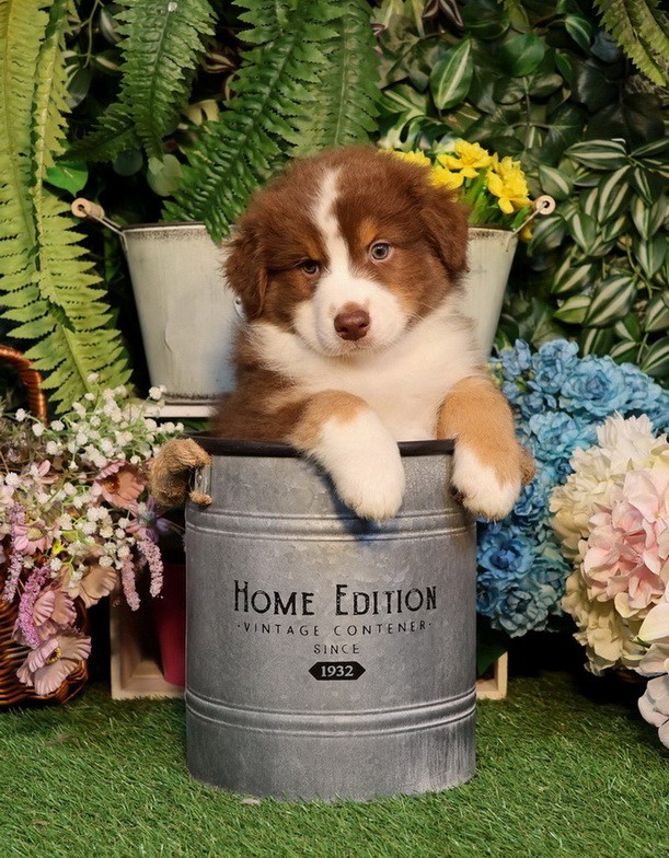 Berlioz Red