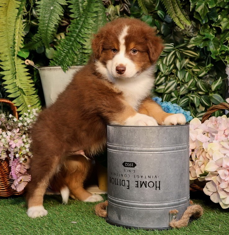 Berlioz Red