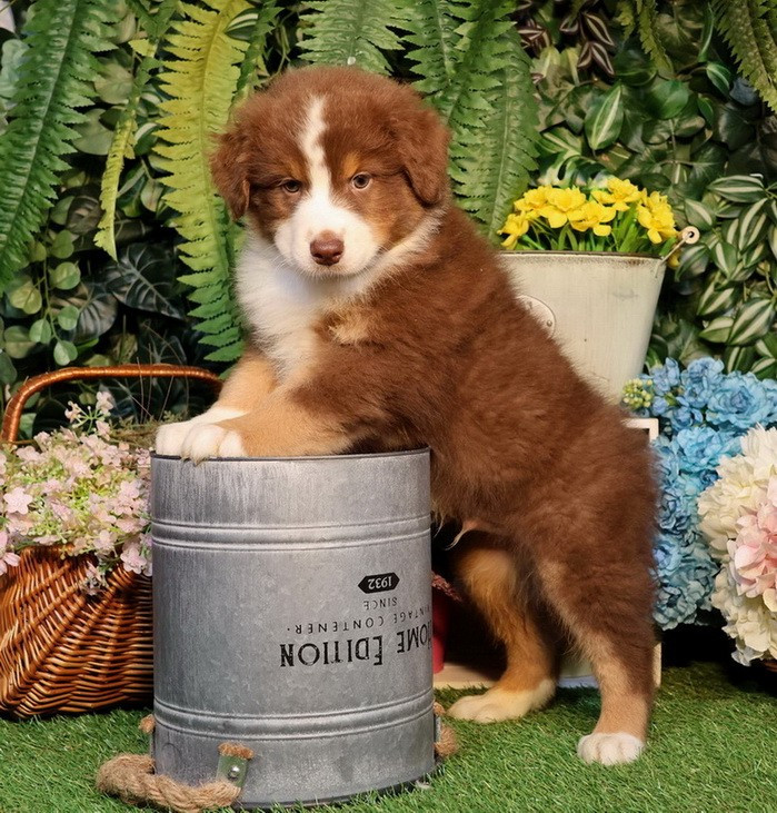 Berlioz Red