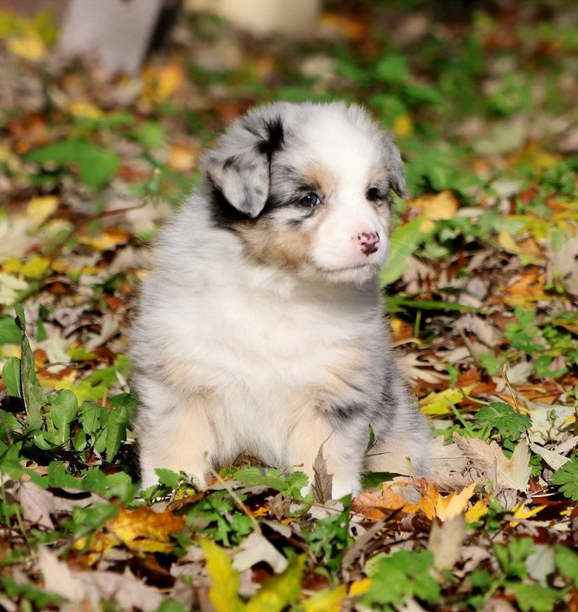 Autumn Cinnamon Roll blue