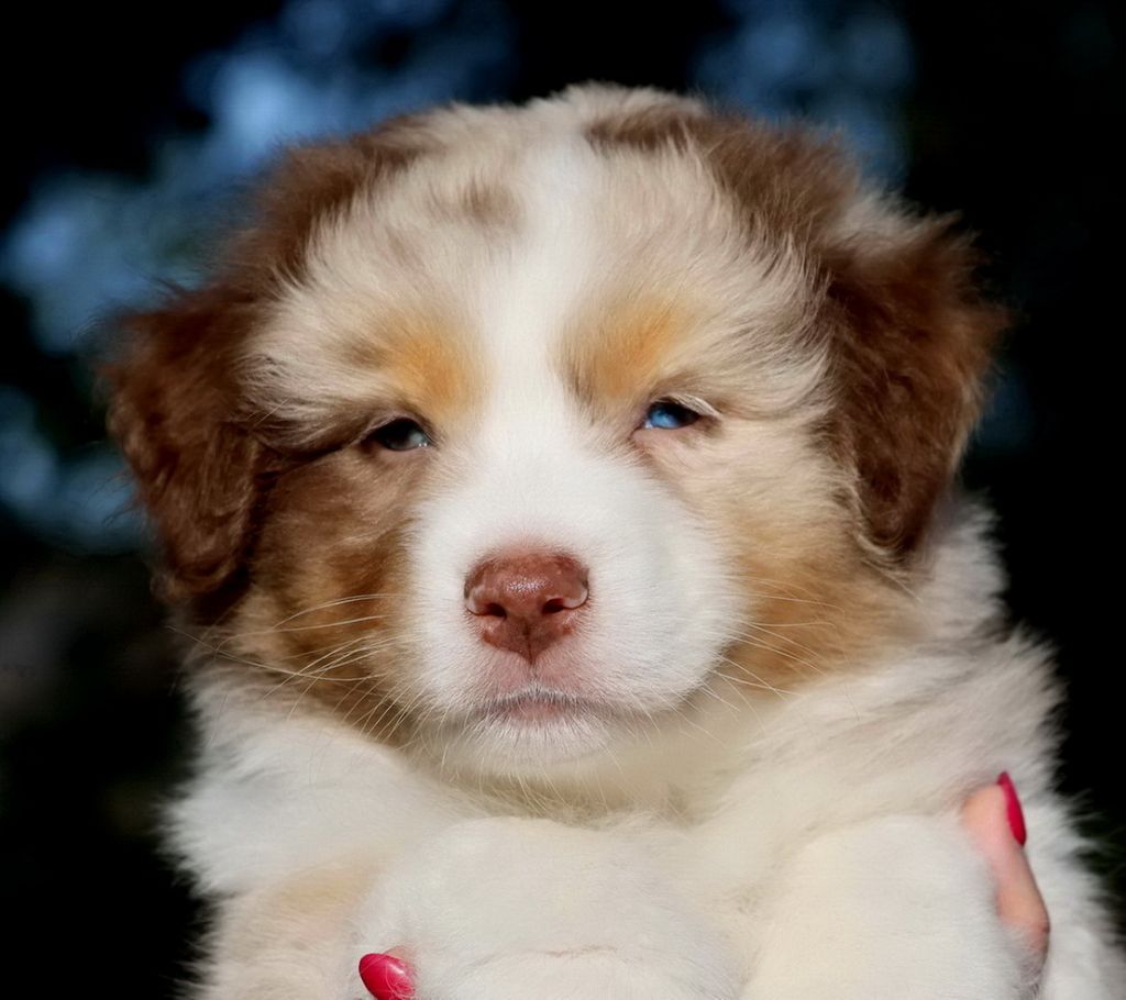 Autumn Carrot Cake red