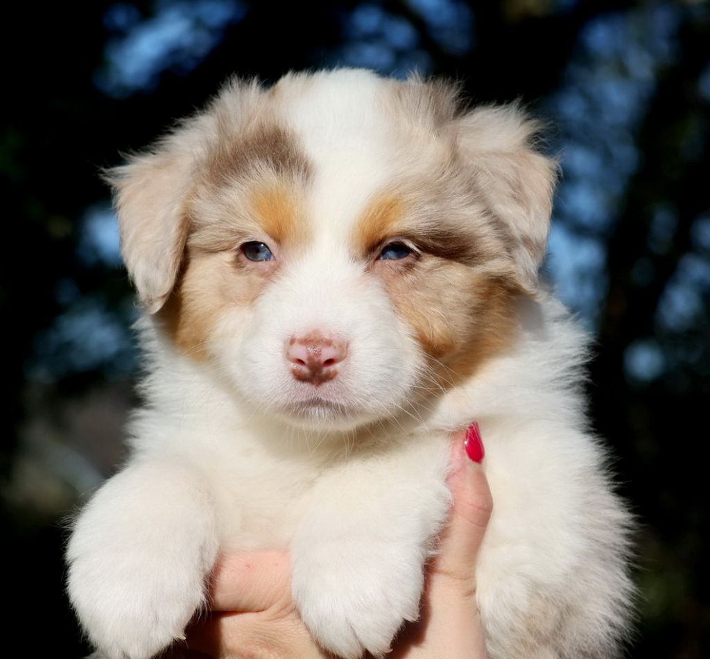 Autumn Pumpkin spice red