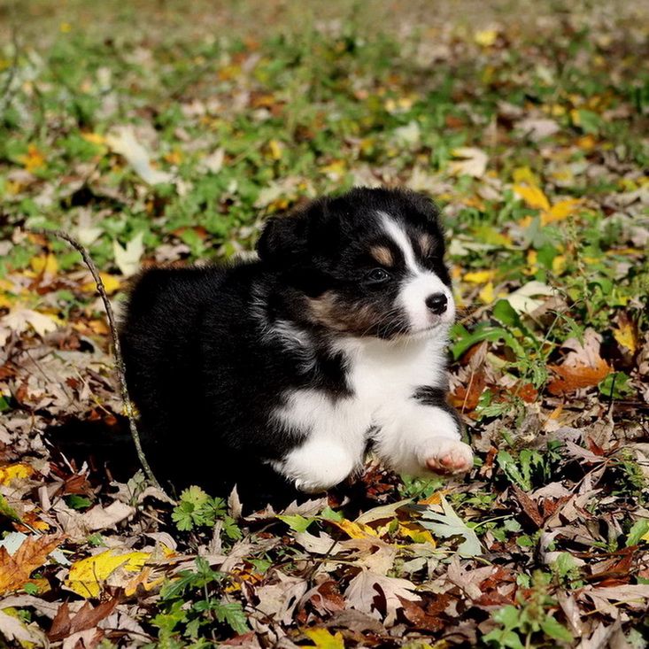 Autumn Apple pie black