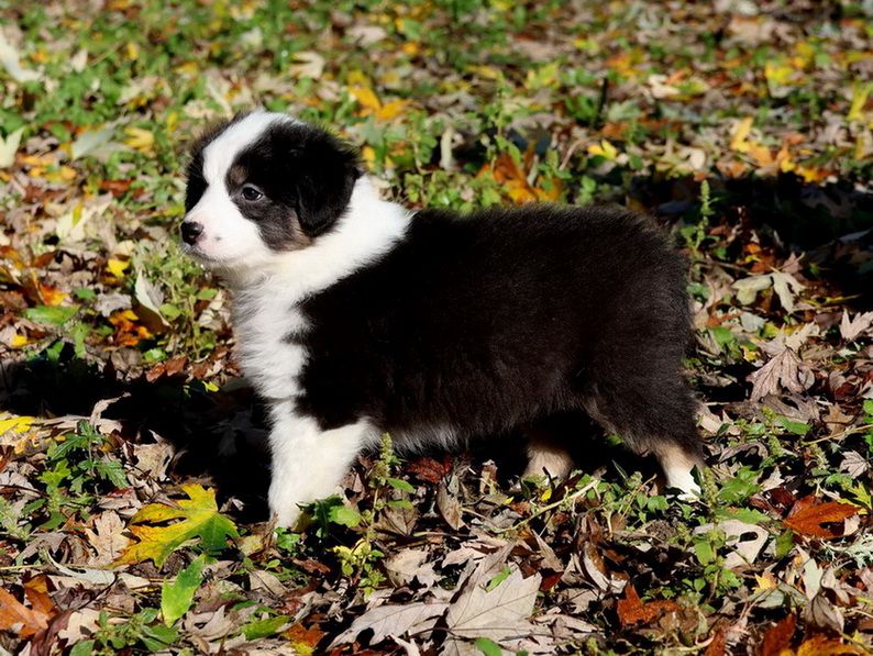 Autumn Maple Syrup black