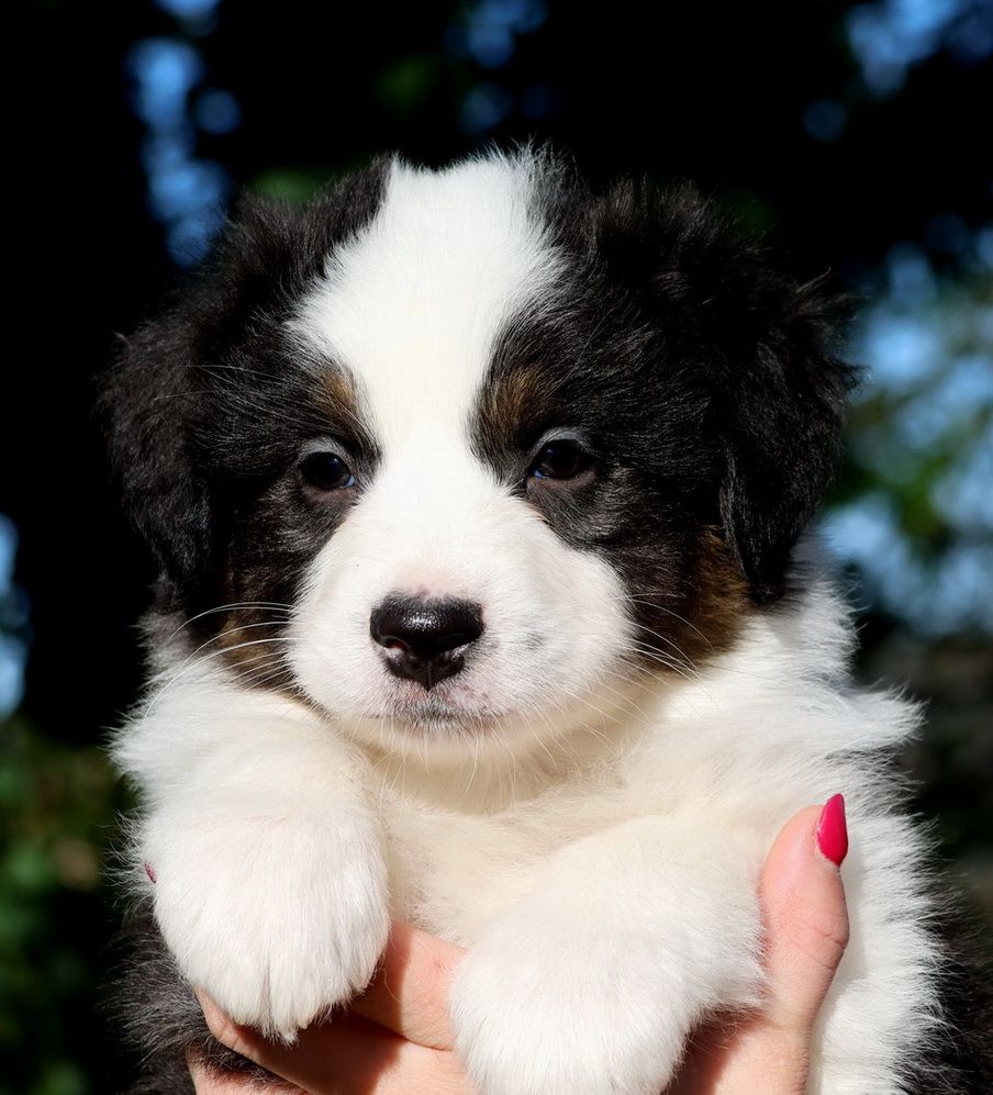 Autumn Maple Syrup black