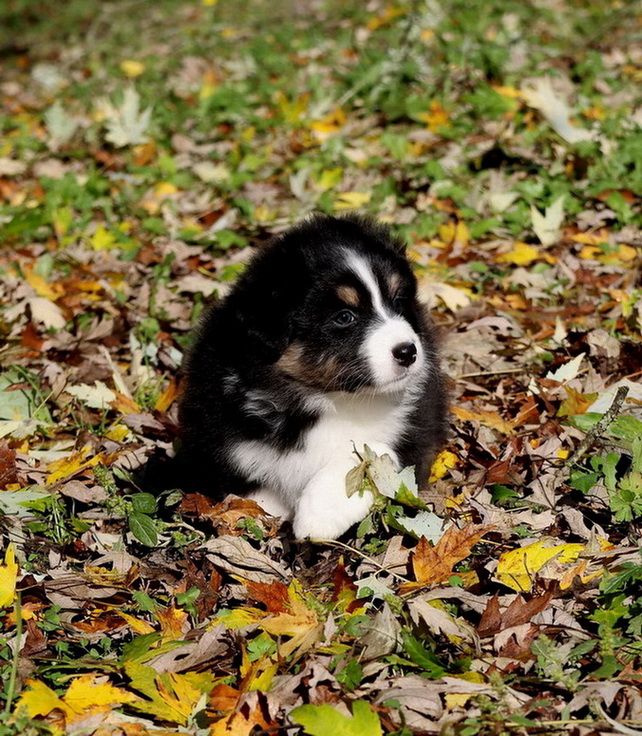 Autumn Apple pie black