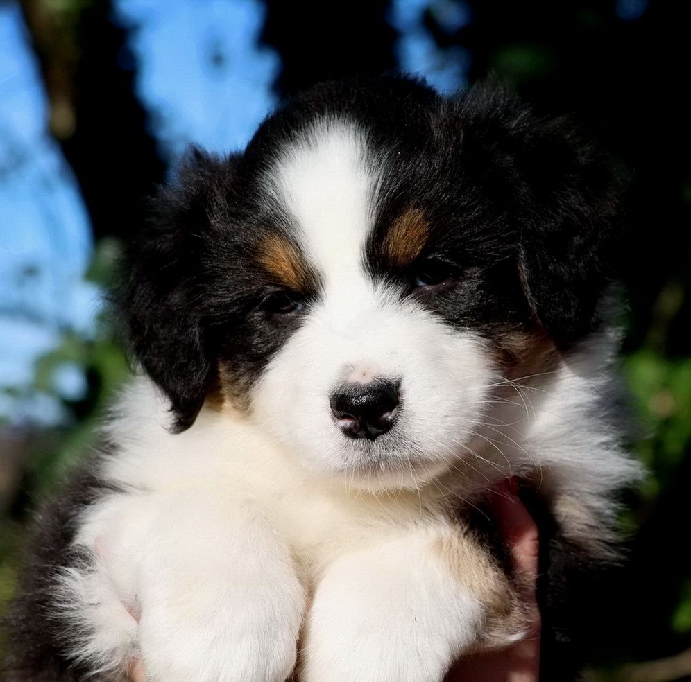 Autumn Mushroom black