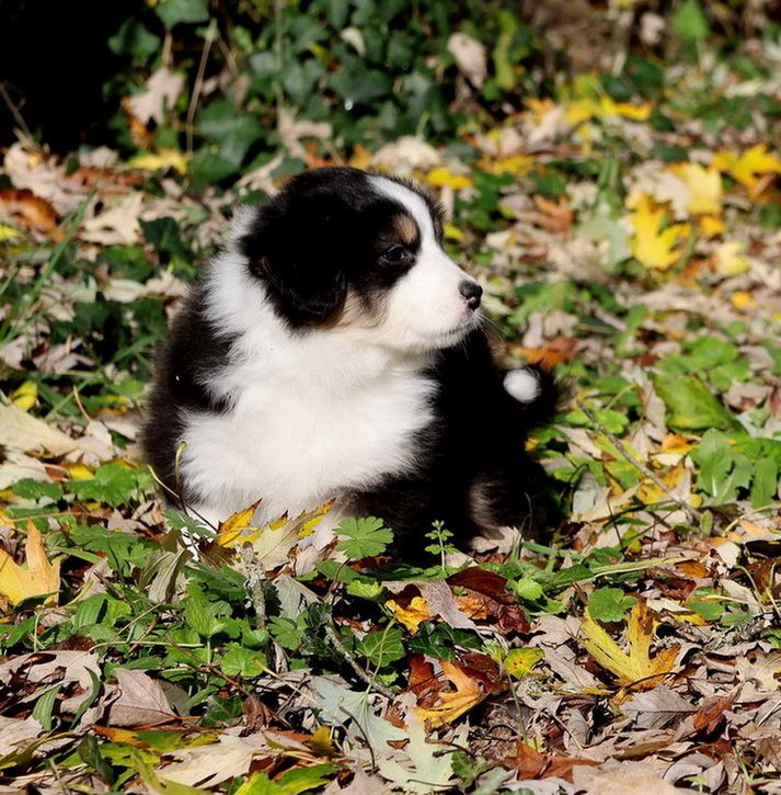 Autumn Mushroom black