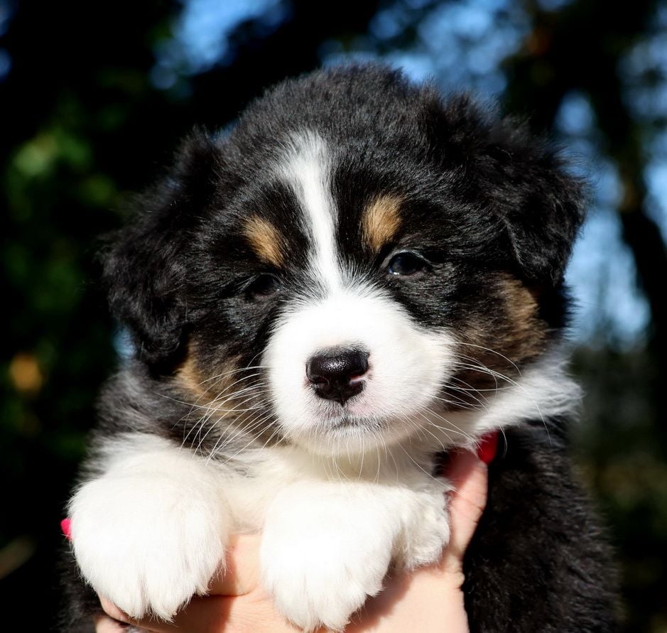 Autumn Apple pie black