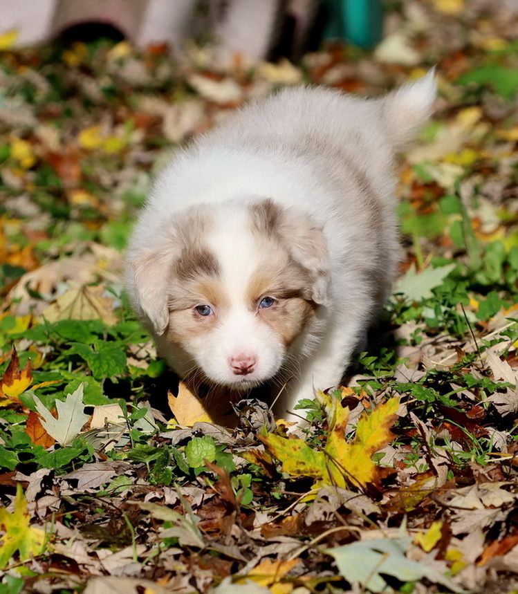 Autumn Pumpkin spice red