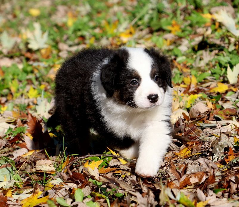 Autumn Maple Syrup black