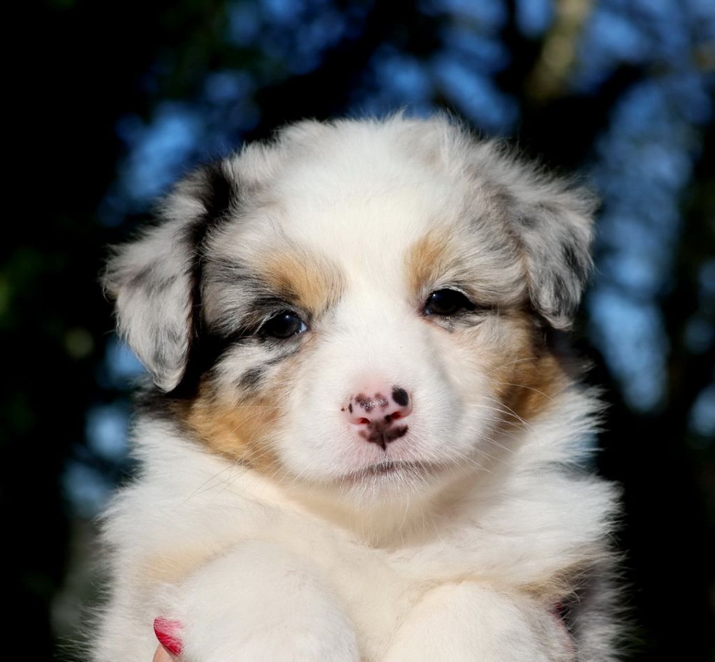 Autumn Cinnamon Roll blue