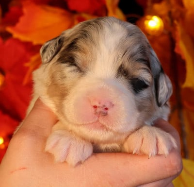 Les chiots de Berger Australien