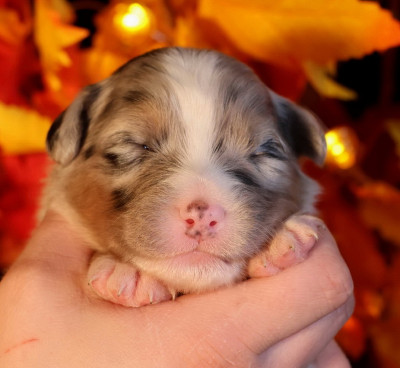 Les chiots de Berger Australien