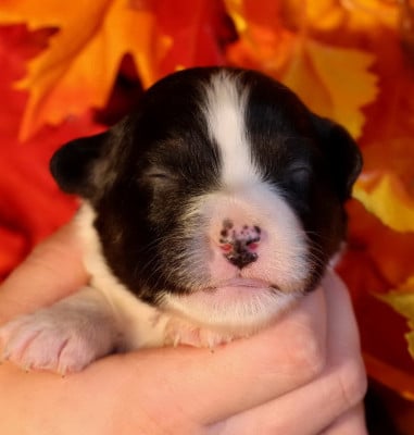 Les chiots de Berger Australien