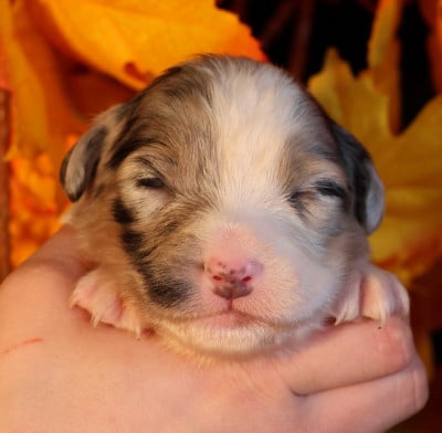 Les chiots de Berger Australien