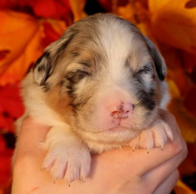Les chiots de Berger Australien