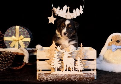 Les chiots de Berger Australien