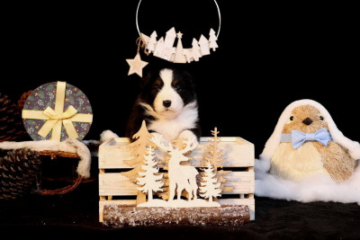 Les chiots de Berger Australien