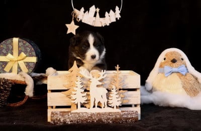 Les chiots de Berger Australien