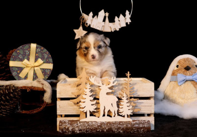 Les chiots de Berger Australien