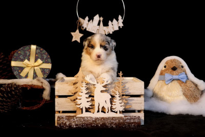 Les chiots de Berger Australien