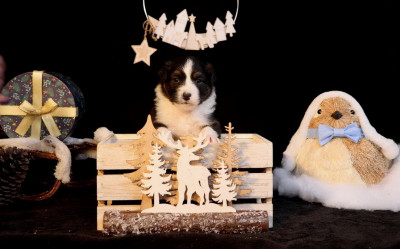 Les chiots de Berger Australien